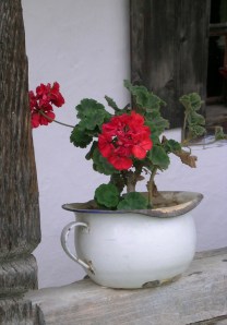 geranium in enamel pot