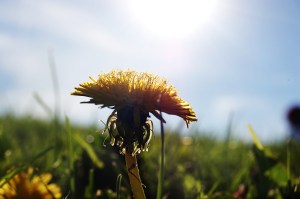 flower in the sunlight