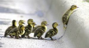 ducklings at curb