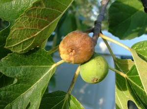 fig tree-6