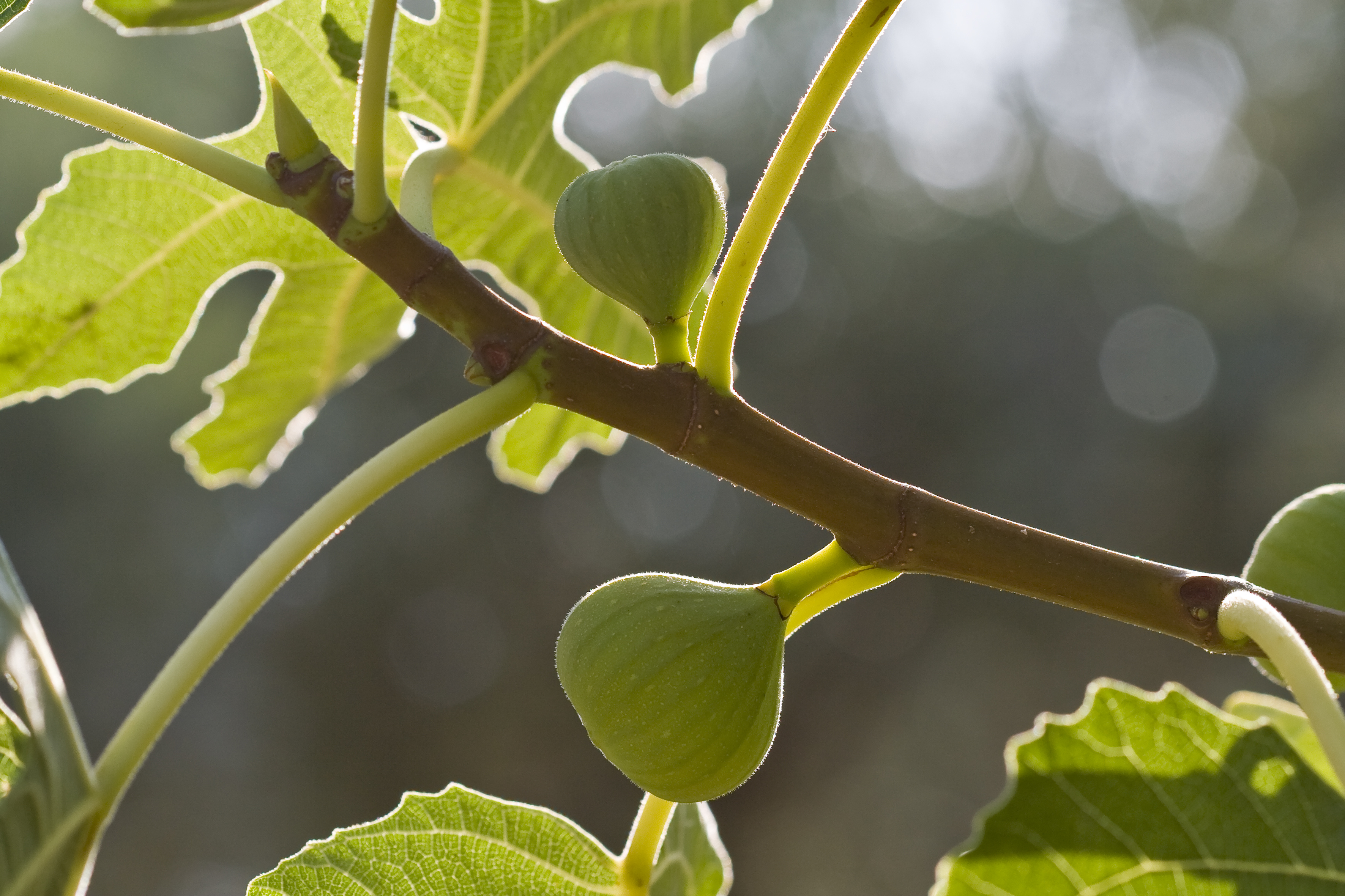 Being Faithfully Fruitful: Lessons from the Fateful Fig Tree ...