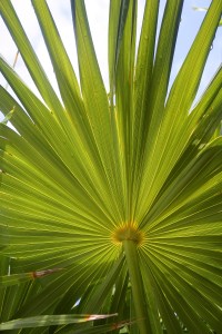 palm leaf