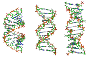 A-DNA,_B-DNA_and_Z-DNA