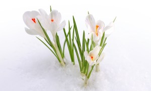 crocuses-white-3