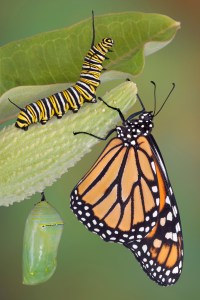 Monarch life stages