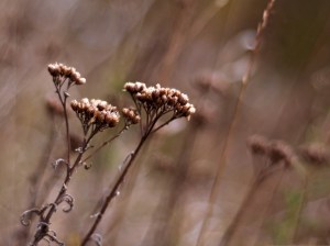 Dry-Wild-Flowers-Beautiful-Flowers-in-Autumn-Dry-and-Fading