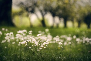 white wildflowers