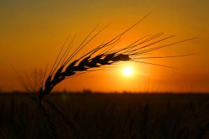 sunrisewheatfield